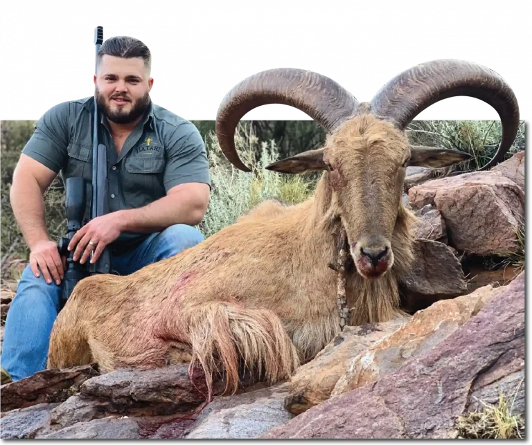 Hunting-lodge-south-africa-barbary-sheep