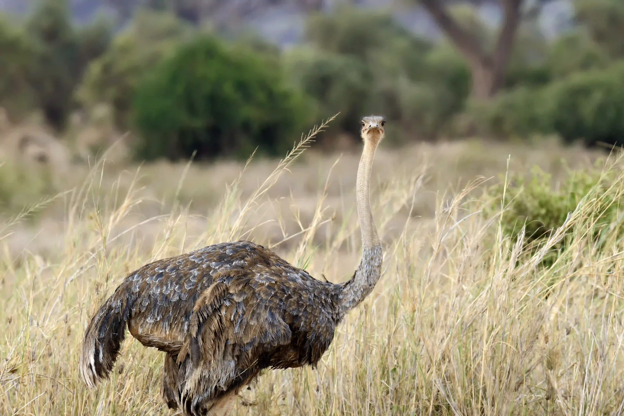 african-ostrich-hunts-jagersfontein
