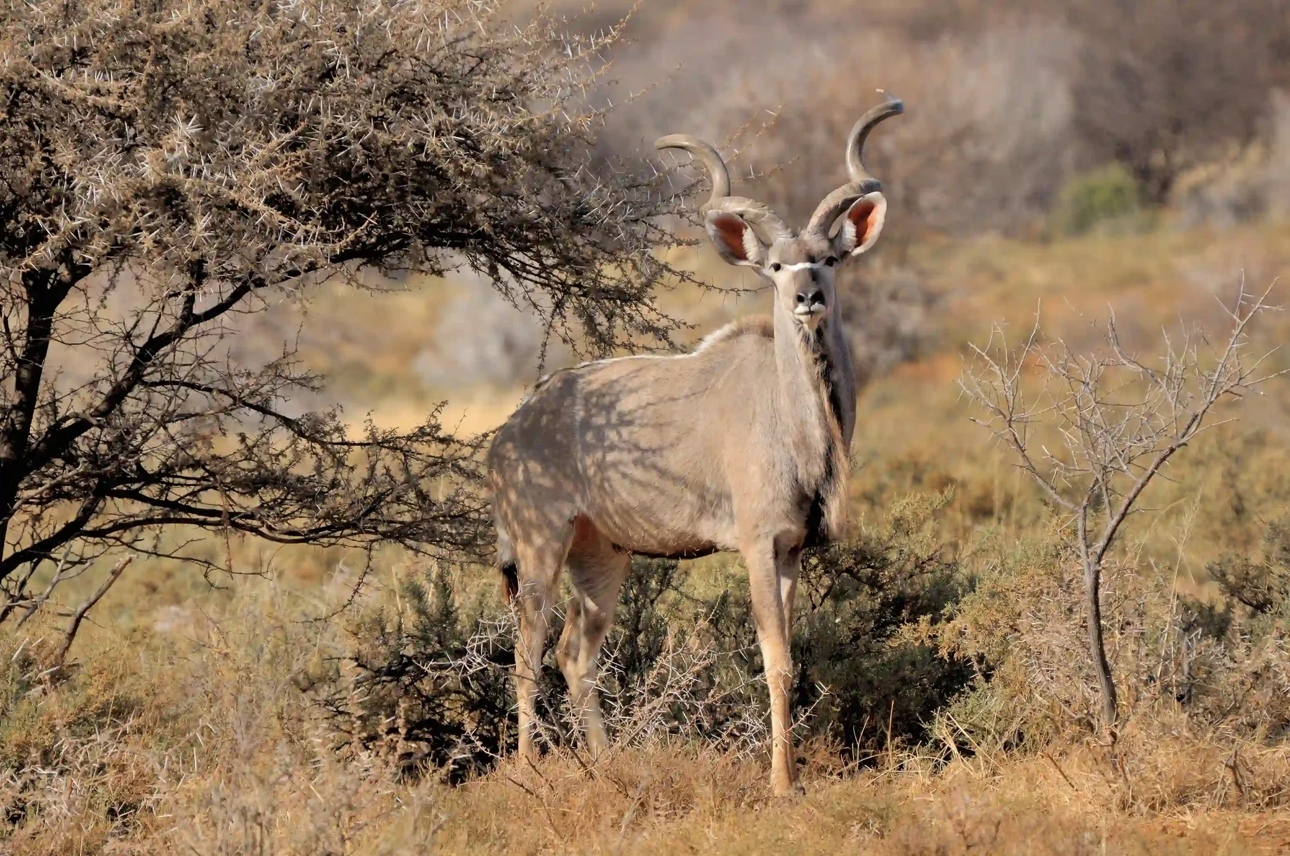 greater-kudu-bull-jagersfontein-free-state