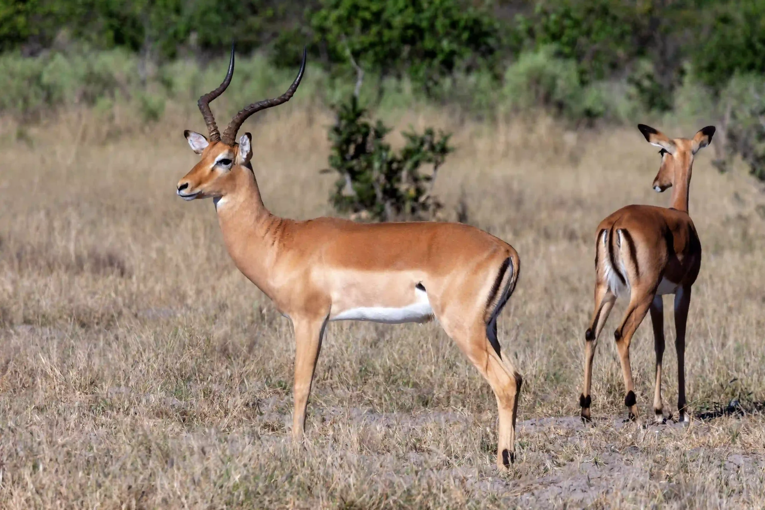 impala-hunting-africa
