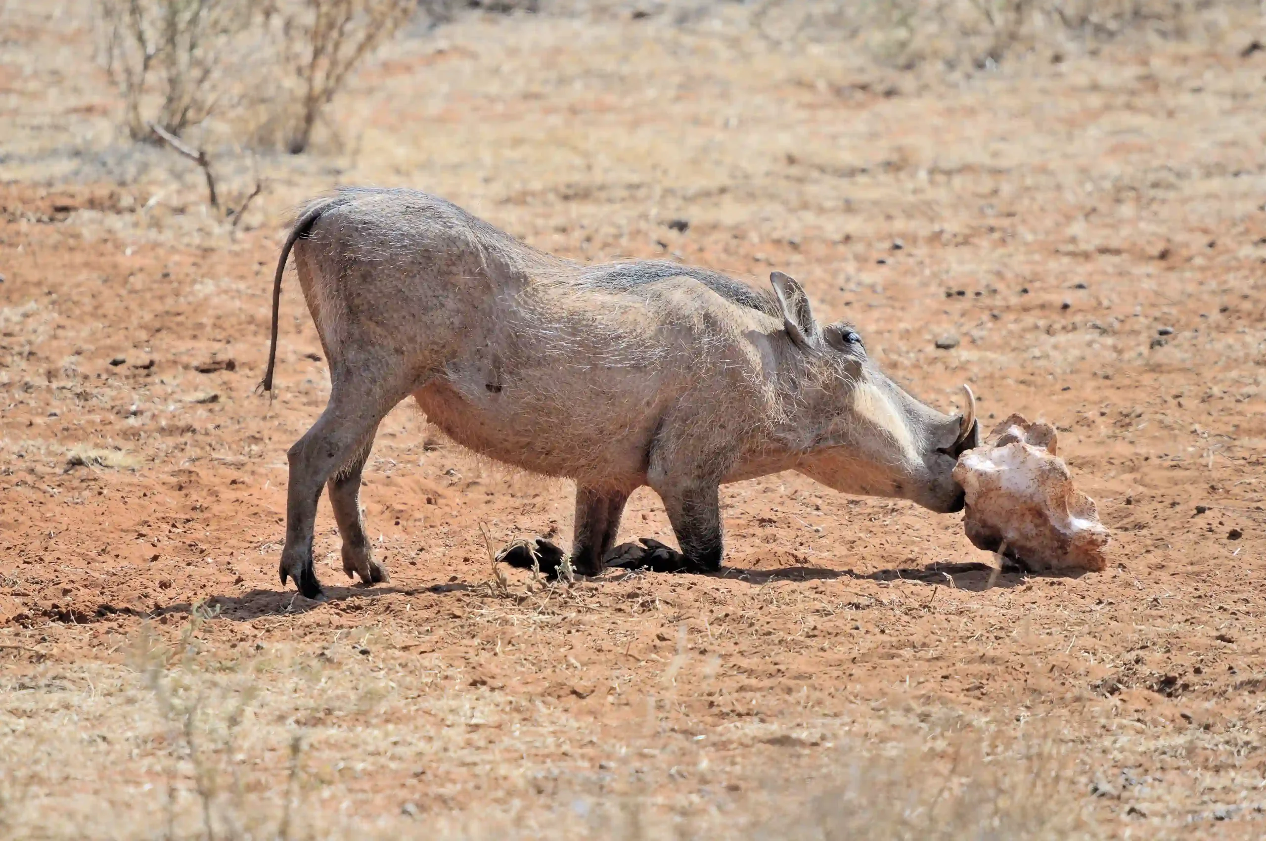 warthog-hunting-free-state-jagersfontein