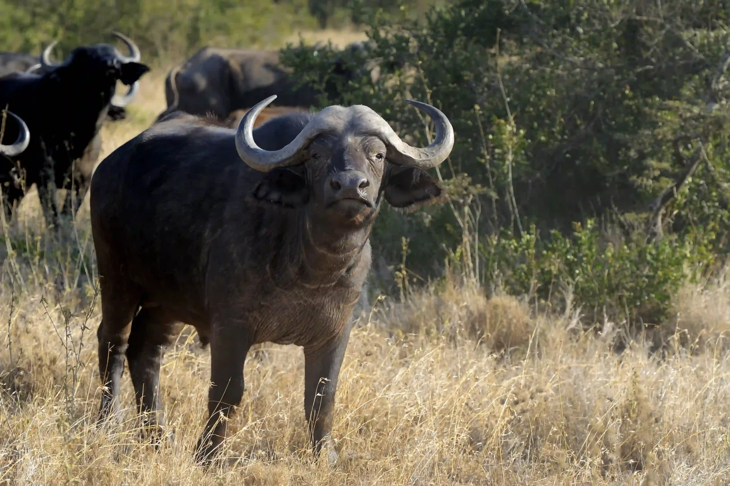 wild-african-buffalo-bull-hunt